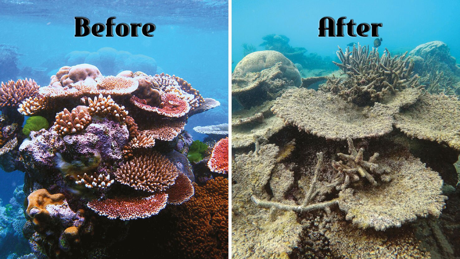 Thailand Larang Turis Pakai Lotion Perusak Terumbu Karang